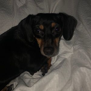 Meet your Posher, Amber